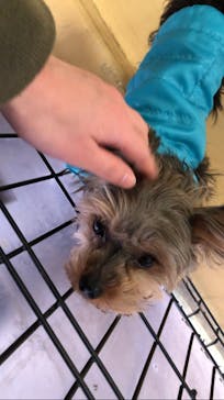 世界の名犬牧場に投稿された画像（2023/2/7）