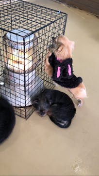 世界の名犬牧場に投稿された画像（2023/2/7）