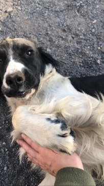 世界の名犬牧場に投稿された画像（2023/2/7）