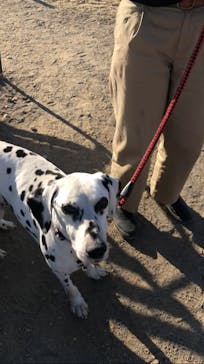 世界の名犬牧場に投稿された画像（2023/2/7）