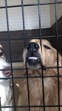 世界の名犬牧場に投稿された画像（2023/2/7）