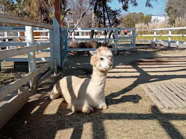 神戸どうぶつ王国に投稿された画像（2023/2/7）