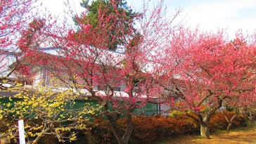 小田原城に投稿された画像（2023/2/7）