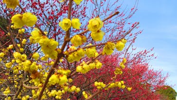 小田原城に投稿された画像（2023/2/7）