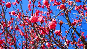 小田原城に投稿された画像（2023/2/7）