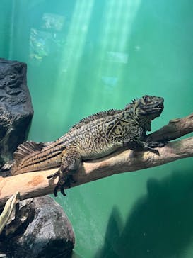 サンシャイン水族館に投稿された画像（2023/2/7）