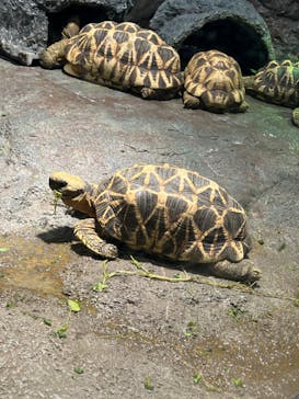 サンシャイン水族館に投稿された画像（2023/2/7）