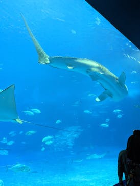 沖縄美ら海水族館に投稿された画像（2023/2/7）