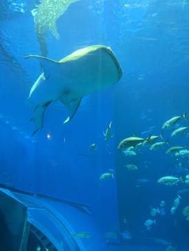 沖縄美ら海水族館に投稿された画像（2023/2/7）
