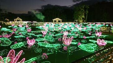 美らヤシパークオキナワ・東南植物楽園に投稿された画像（2023/2/8）