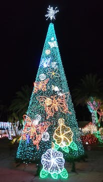 美らヤシパークオキナワ・東南植物楽園に投稿された画像（2023/2/8）