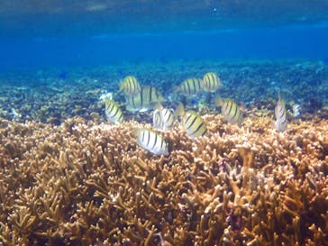 宮古島 ADVENTURE PiPi（ミヤコジマ アドベンチャー ピピ）に投稿された画像（2023/2/8）