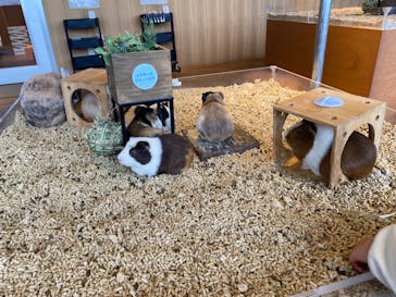 Moff animal cafe 小田原ダイナシティ店に投稿された画像（2023/2/8）