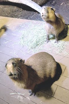 カワスイ 川崎⽔族館に投稿された画像（2023/2/8）