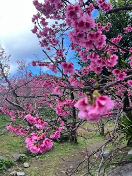 今帰仁城跡に投稿された画像（2023/2/8）