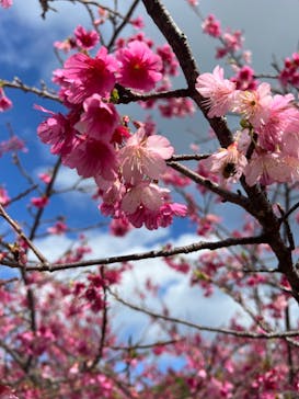 今帰仁城跡に投稿された画像（2023/2/8）