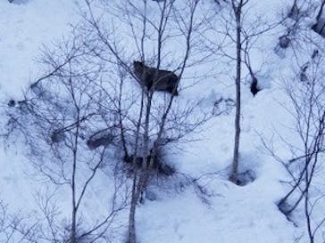 苗場スキー場に投稿された画像（2023/2/8）