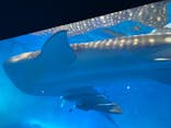 沖縄美ら海水族館に投稿された画像（2023/2/8）