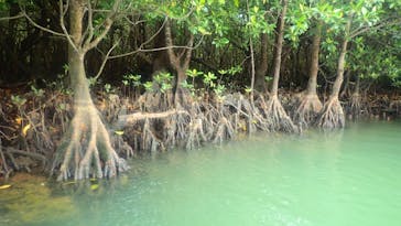 石垣島 ADVENTURE PiPi（イシガキジマアドベンチャーピピ）に投稿された画像（2023/2/8）