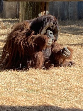 よこはま動物園ズーラシアに投稿された画像（2023/2/8）