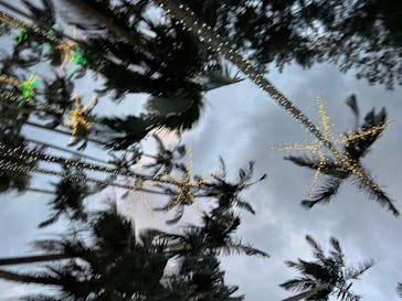 美らヤシパークオキナワ・東南植物楽園に投稿された画像（2023/2/8）