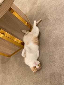 猫カフェモカ　イオンモール幕張新都心店に投稿された画像（2023/2/9）