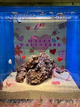 島根県立 しまね海洋館に投稿された画像（2023/2/9）