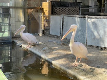 東武動物公園に投稿された画像（2023/2/9）