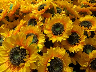 ゴッホ・アライブに投稿された画像（2023/2/9）