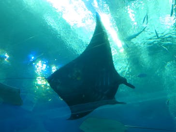 沖縄美ら海水族館に投稿された画像（2023/2/10）