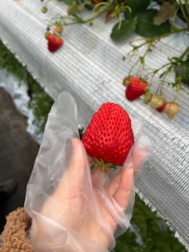 たにい農園に投稿された画像（2023/2/10）