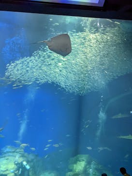 アクアワールド茨城県大洗水族館に投稿された画像（2023/2/10）