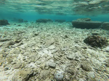 武藤潜水に投稿された画像（2023/2/10）