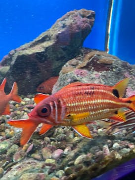 串本海中公園水族館に投稿された画像（2023/2/11）