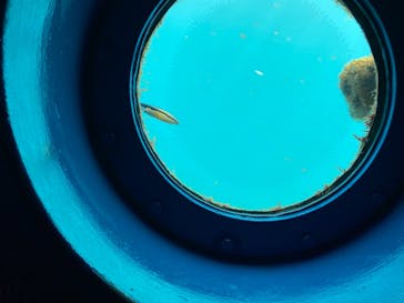 串本海中公園水族館に投稿された画像（2023/2/11）