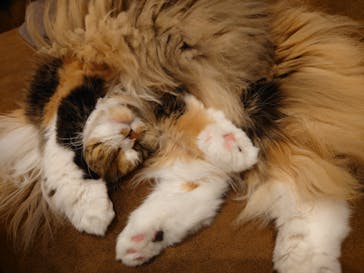 猫カフェモカ　渋谷公園通り店に投稿された画像（2023/2/11）