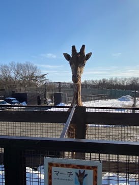 那須サファリパークに投稿された画像（2023/2/11）