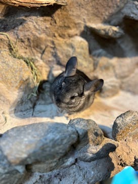 長崎バイオパークに投稿された画像（2023/2/11）