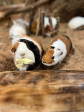 長崎バイオパークに投稿された画像（2023/2/11）