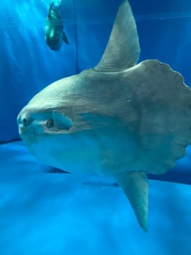 アクアワールド茨城県大洗水族館に投稿された画像（2023/2/11）