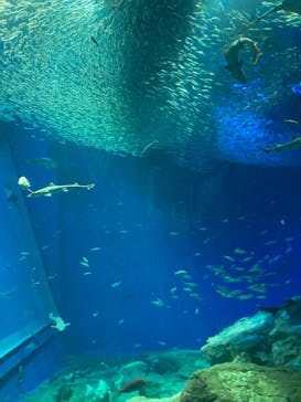アクアワールド茨城県大洗水族館に投稿された画像（2023/2/11）