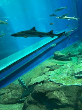 アクアワールド茨城県大洗水族館に投稿された画像（2023/2/11）