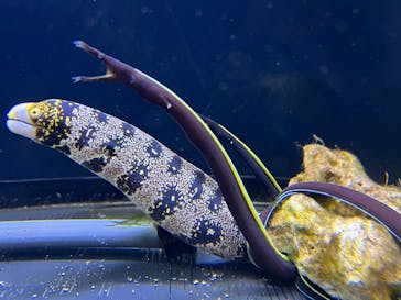 下田海中水族館に投稿された画像（2023/2/11）