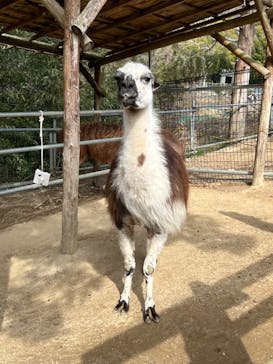 しろとり動物園に投稿された画像（2023/2/11）