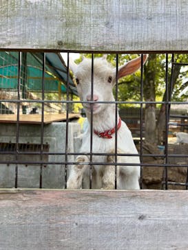 しろとり動物園に投稿された画像（2023/2/11）