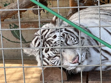しろとり動物園に投稿された画像（2023/2/11）