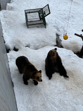 のぼりべつクマ牧場に投稿された画像（2023/2/11）
