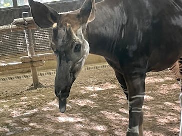 よこはま動物園ズーラシアに投稿された画像（2023/2/11）