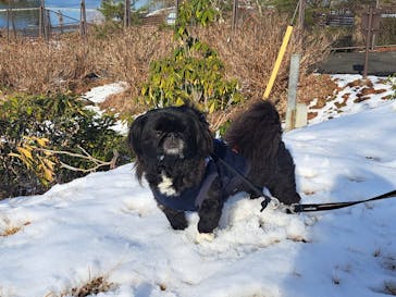 わんダフルネイチャーヴィレッジに投稿された画像（2023/2/11）