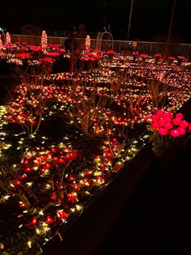 大阪府立花の文化園に投稿された画像（2023/2/11）